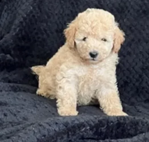 cuccioli di barboncino