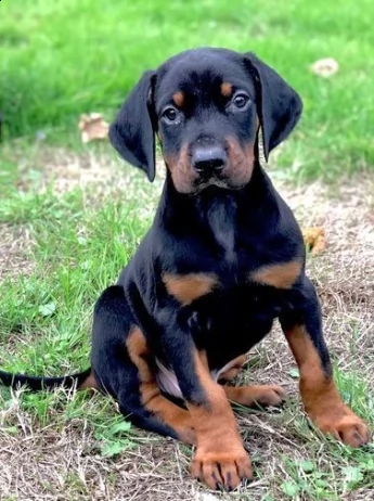 dolce e tranquillo dobermann cuccioli