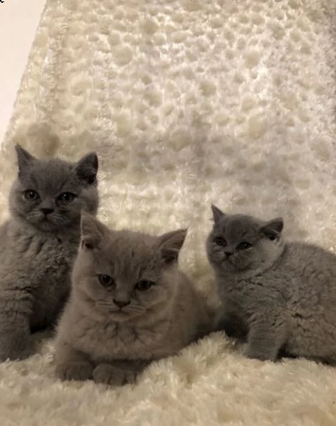 cute british * gattini blu a pelo corto ragazza e ragazzo