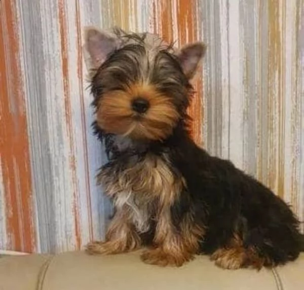 giocattolo yorkie disponibile per la vendita | Foto 0
