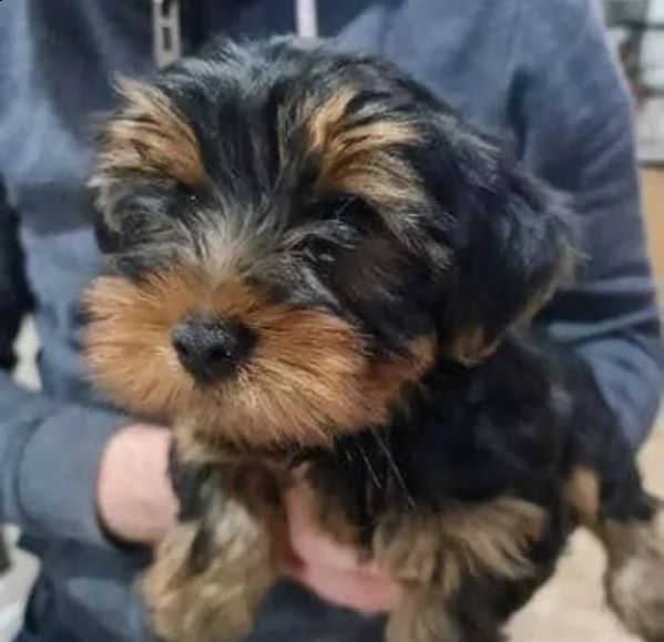 giocattolo yorkie disponibile per la vendita | Foto 2