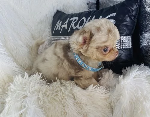 regalo cuccioli dolce e bella chihuahua toy