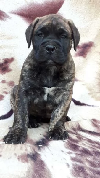 regalo bulldog frances meravigliosi 