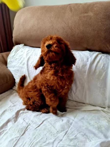 2regalo barboncino | Foto 0