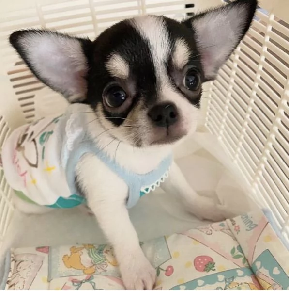 regalo chihuahua mini toy]