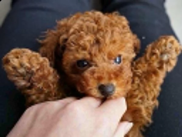 regalo  barboncino  toy disponibile