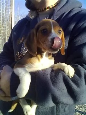 beagle tricolore cuccioli