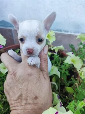 cuccioli chihuahua mini toy