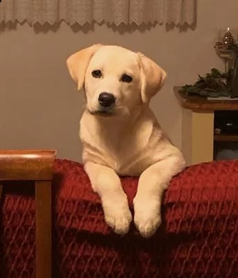 labrador retriever miele