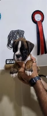cuccioli boxer in vendita