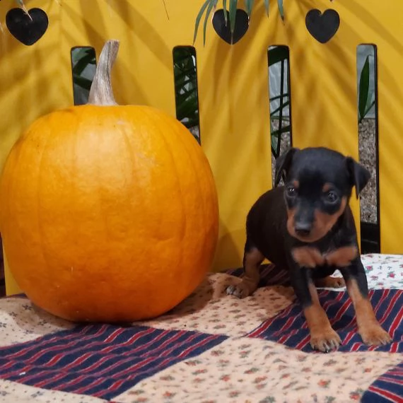 regalo cuccioli di pinscher...