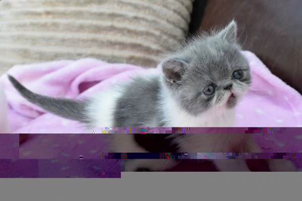 gattini affettuoso exotic in regalo