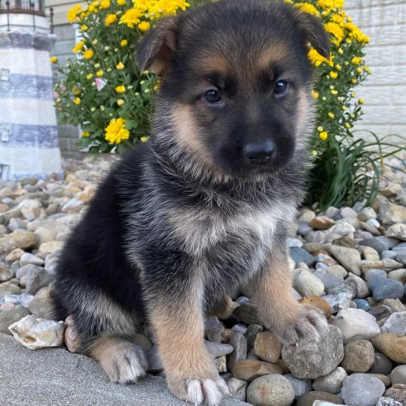 regalo cuccioli pastore tedesco...,