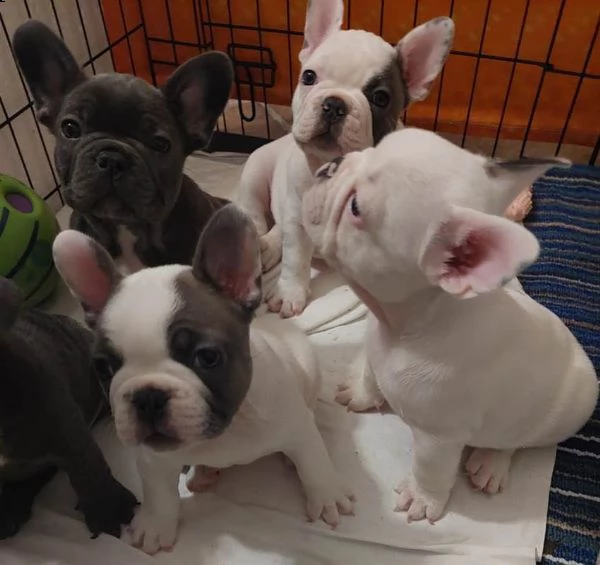 cuccioli di bulldog francese ben addestrati