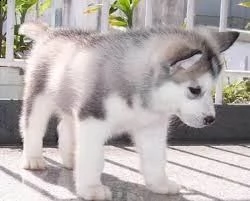 cuccioli di husky siberiano in adozione +34613491115