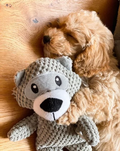 2 cuccioli di barboncino red | Foto 0