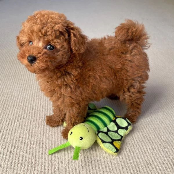 2 cuccioli di barboncino red