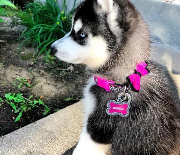 siberian husky