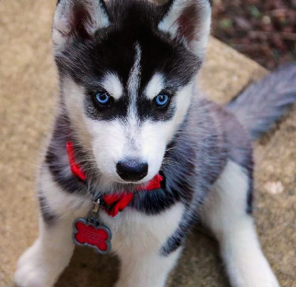 siberian husky | Foto 0