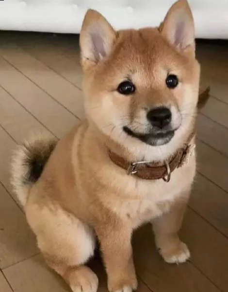  regalo cuccioli shiba inu cuccioli shiba inu maschio e femmina disponibile. tutti i documenti sono 