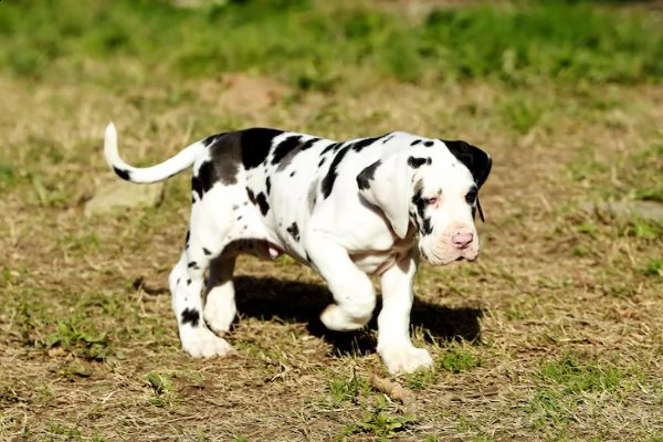 cuccioli disponibili per prenotazione | Foto 0