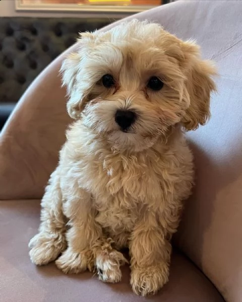 cuccioli di barboncino