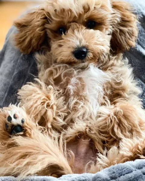 cuccioli di barboncino | Foto 1