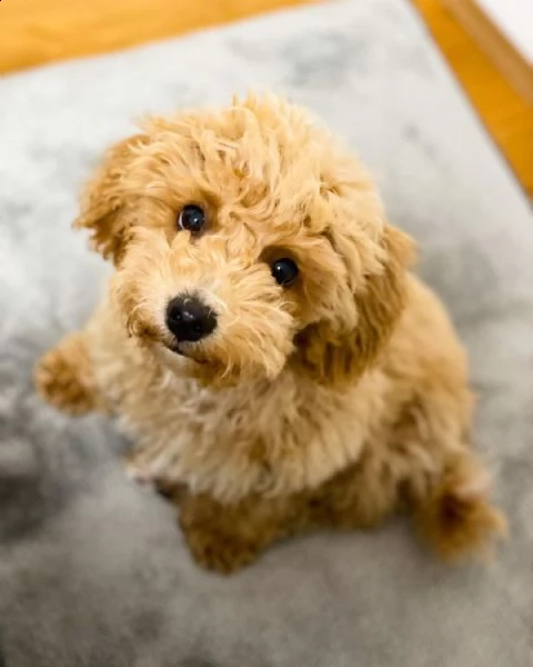 cuccioli di barboncino | Foto 0