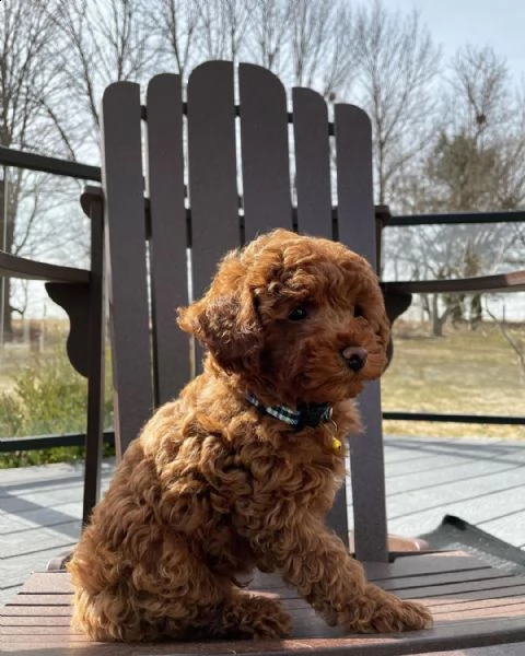 barboncino maschio | Foto 0