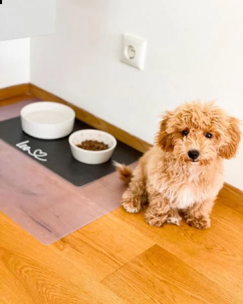 barboncino toy cucciolina italiana