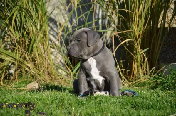 cuccioli pitbull ukc bluenose