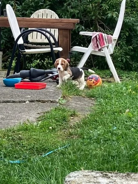 cuccioli di beagle cioccolato con pedigree | Foto 2