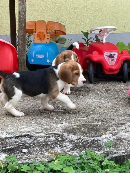 cuccioli di beagle cioccolato con pedigree | Foto 1