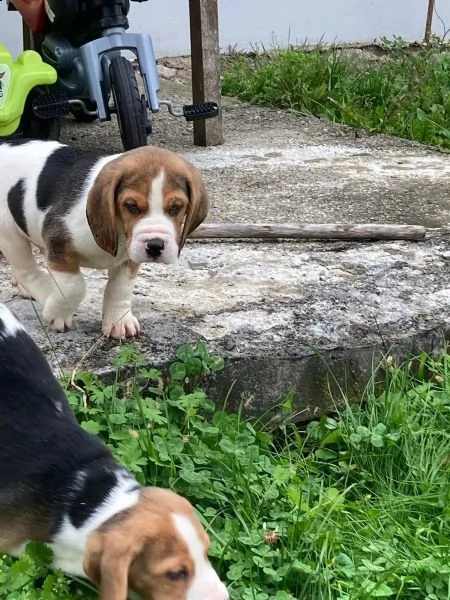 cuccioli di beagle cioccolato con pedigree | Foto 0