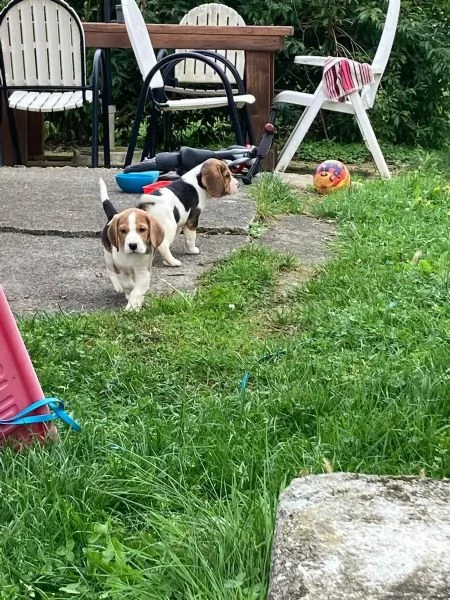 cuccioli di beagle cioccolato con pedigree