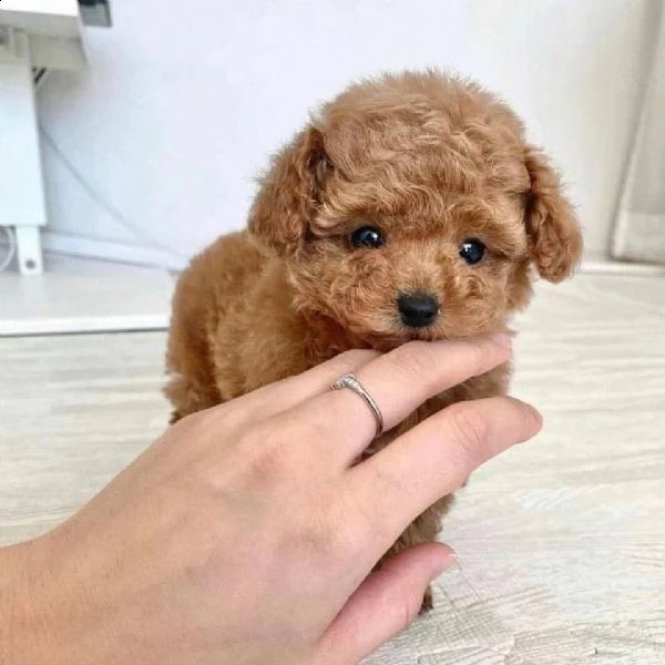 2regalo barboncino | Foto 0