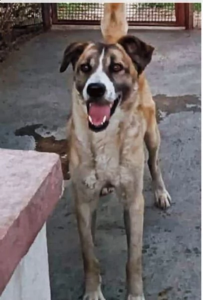 adotta me !questa dolcissima cagnolina attende una casa! | Foto 1
