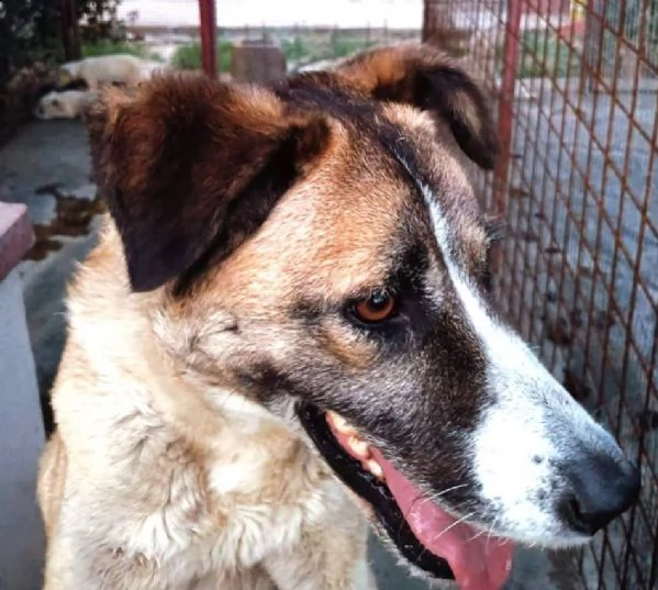 adotta me !questa dolcissima cagnolina attende una casa! | Foto 0
