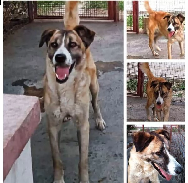 adotta me !questa dolcissima cagnolina attende una casa!