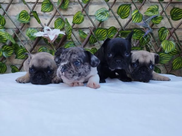 cuccioli di bulldog francese | Foto 2