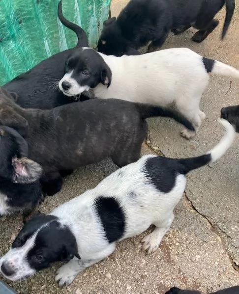 adotta merida e eric | Foto 4