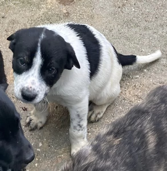 adotta merida e eric | Foto 2