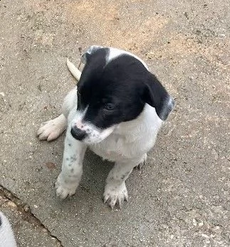 adotta merida e eric | Foto 1