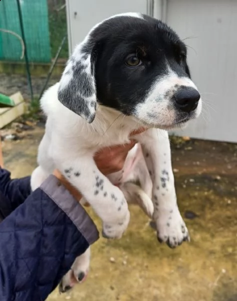 adotta merida e eric