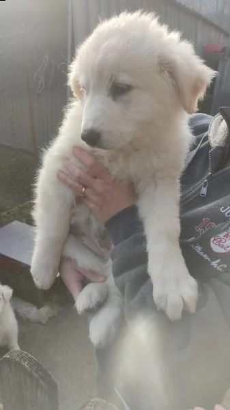 adotta la fantastica meg | Foto 6