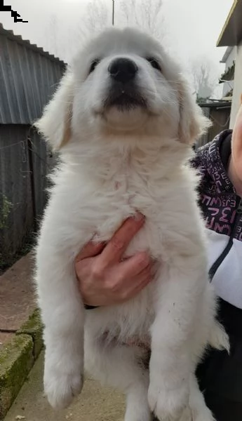 adotta la fantastica meg | Foto 5