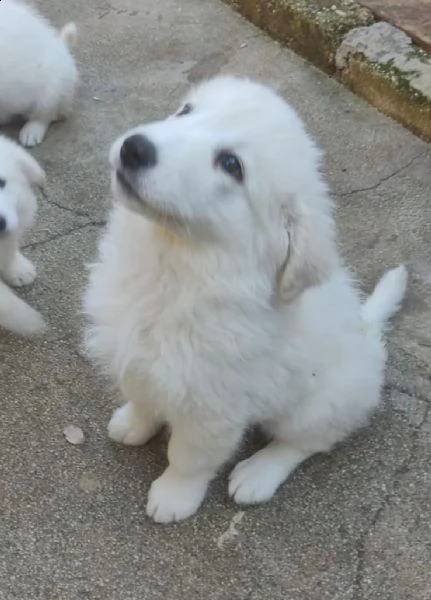 adotta la fantastica meg | Foto 4