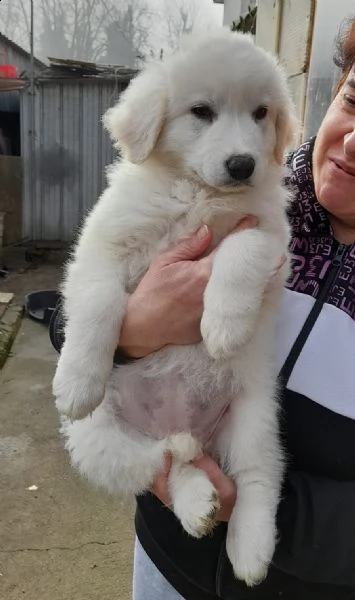 adotta la fantastica meg | Foto 3