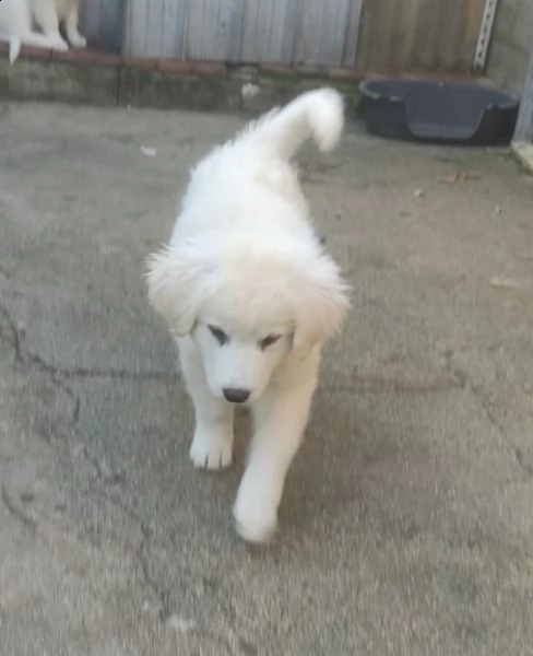 adotta la fantastica meg | Foto 2