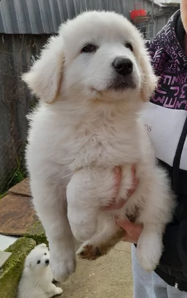 adotta la fantastica meg | Foto 1